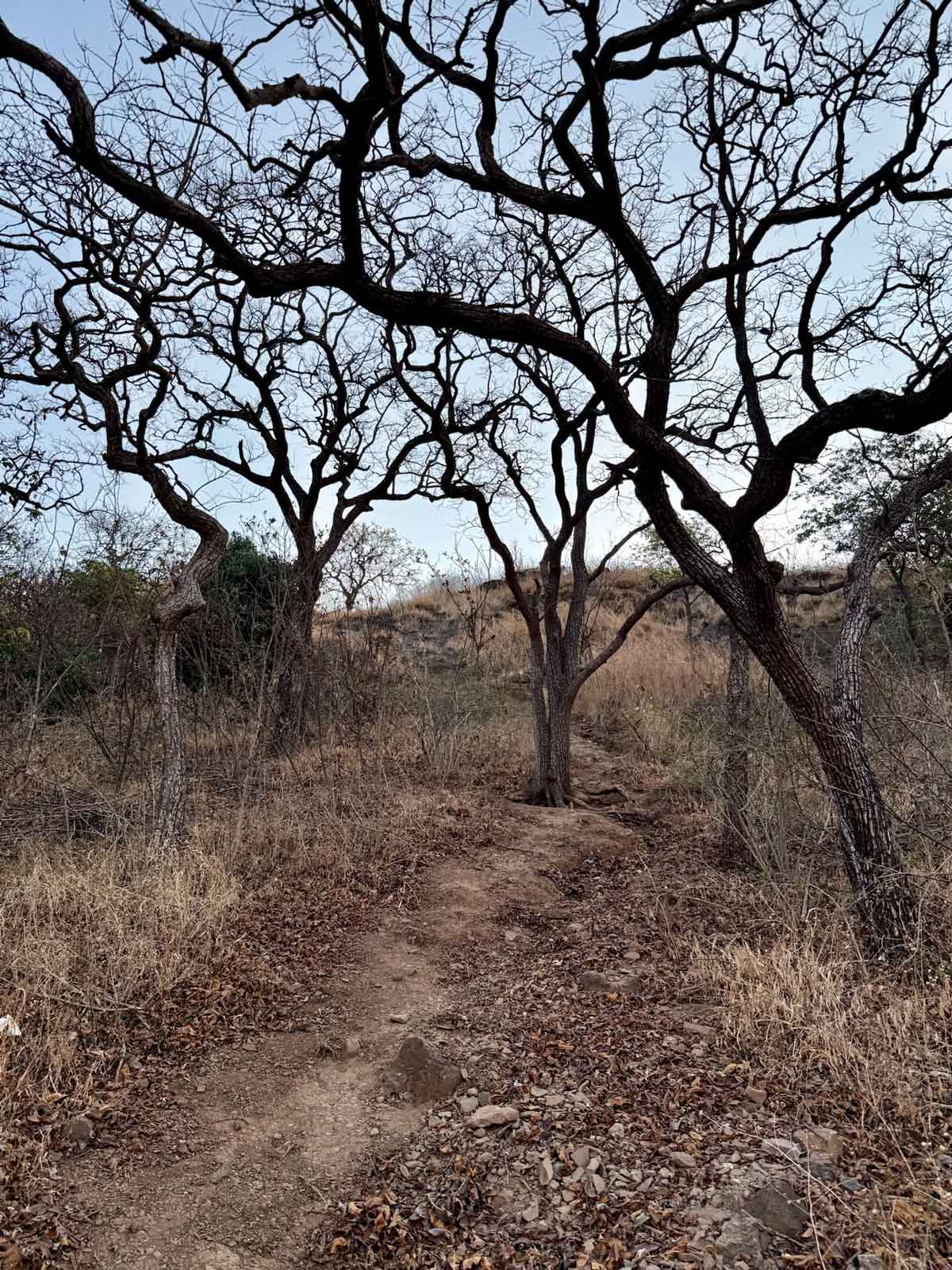 A winding dirt path through a dry, deciduous forest at Savlya Ghat, with several large trees silhouetted by their bare, gnarled branches against a pale sky, and the ground covered in dry leaves and sparse brush, indicating the current dry season.
